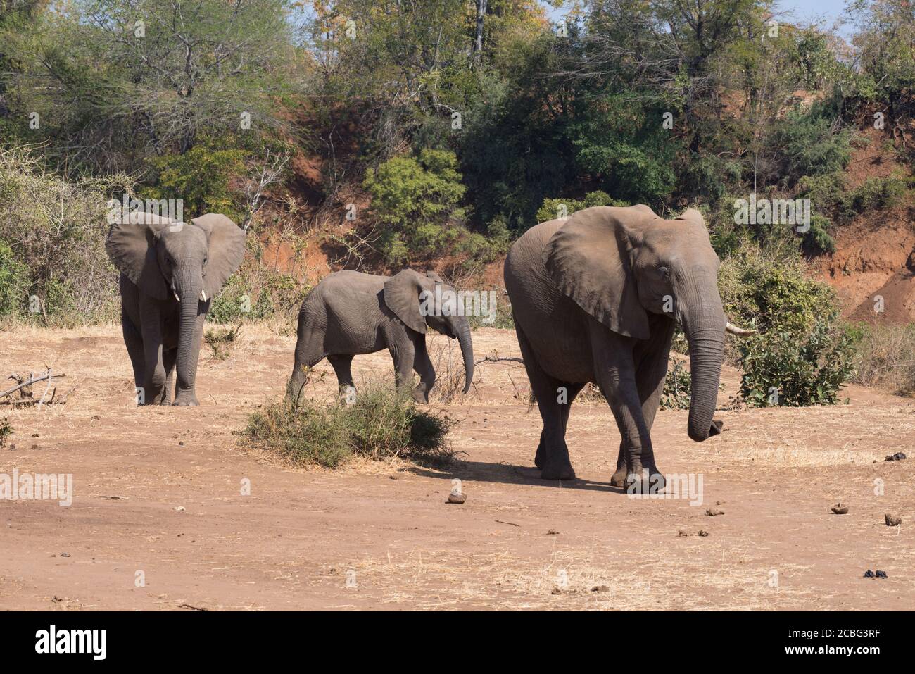 Mère éléphant avec deux veaux d'âge différent marchant à côté de lit de rivière sec Banque D'Images