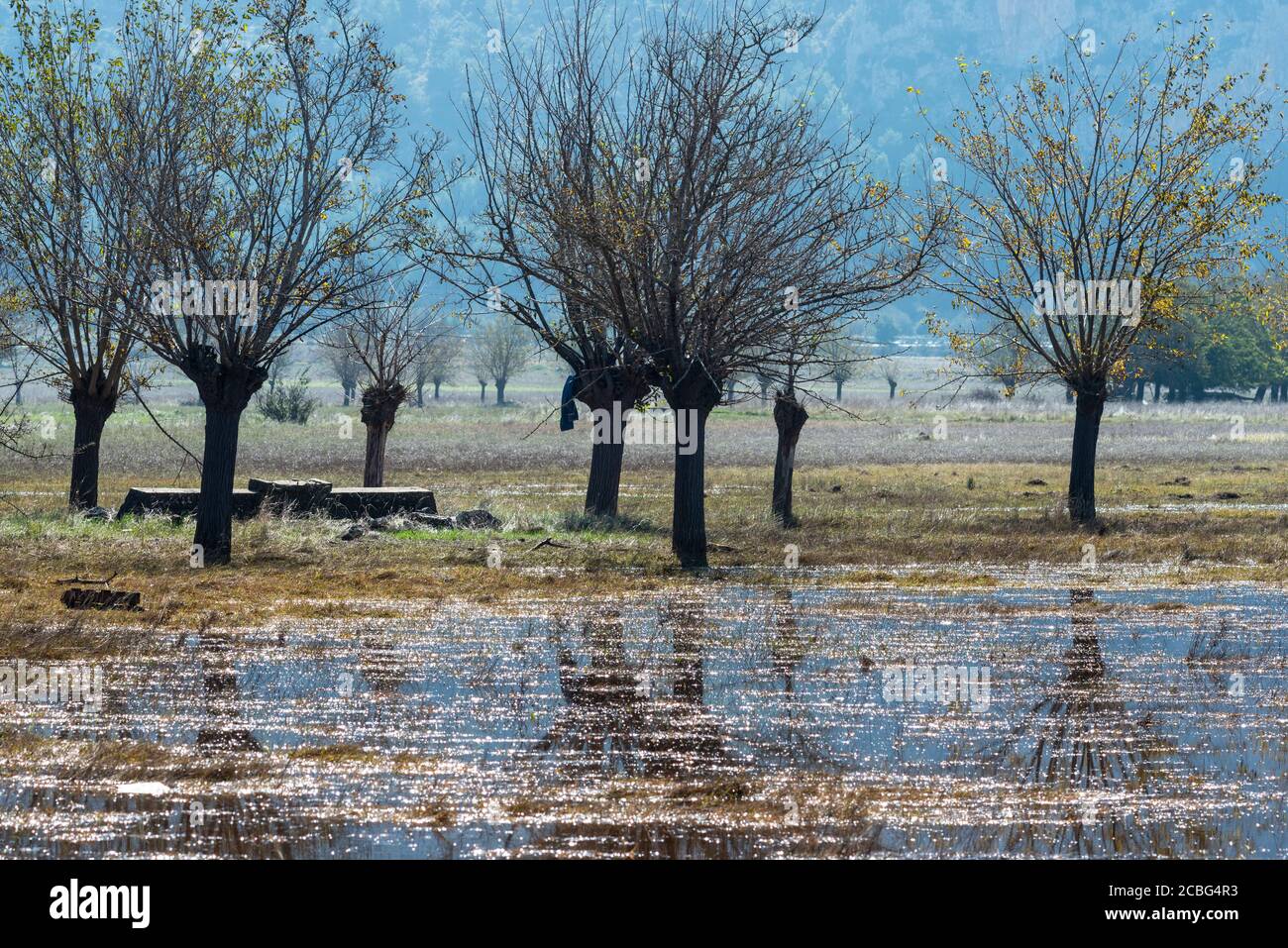 Inondé, automne, paysage avec de vieux puits d'eau et des mûriers sur les plaines inondables de Mantineia, près de Tripoli, Arcadia Sud, Péloponnèse, Greec Banque D'Images