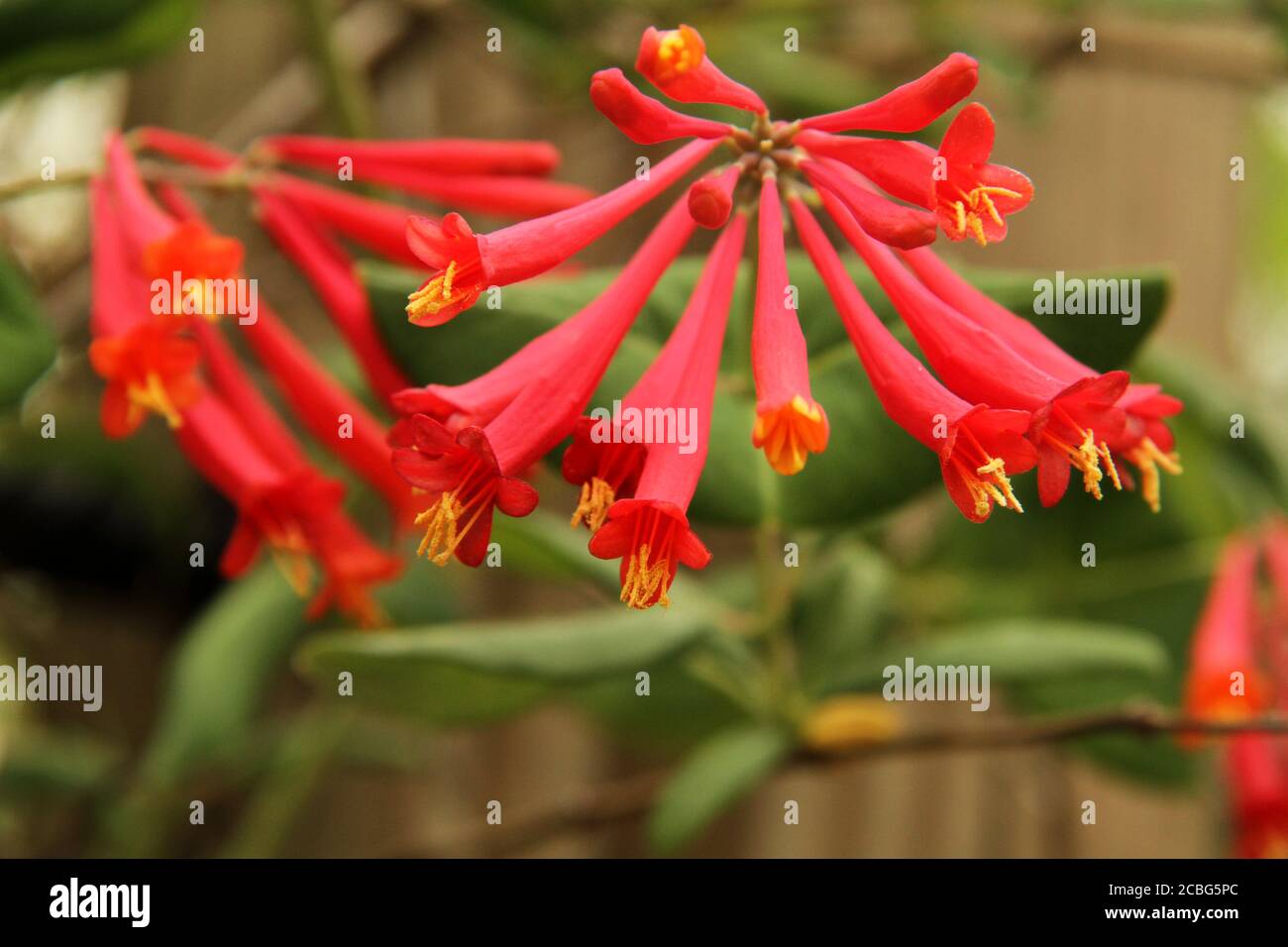 Chèvrefeuille de corail (Lonicera sempervirens) en fleur Banque D'Images