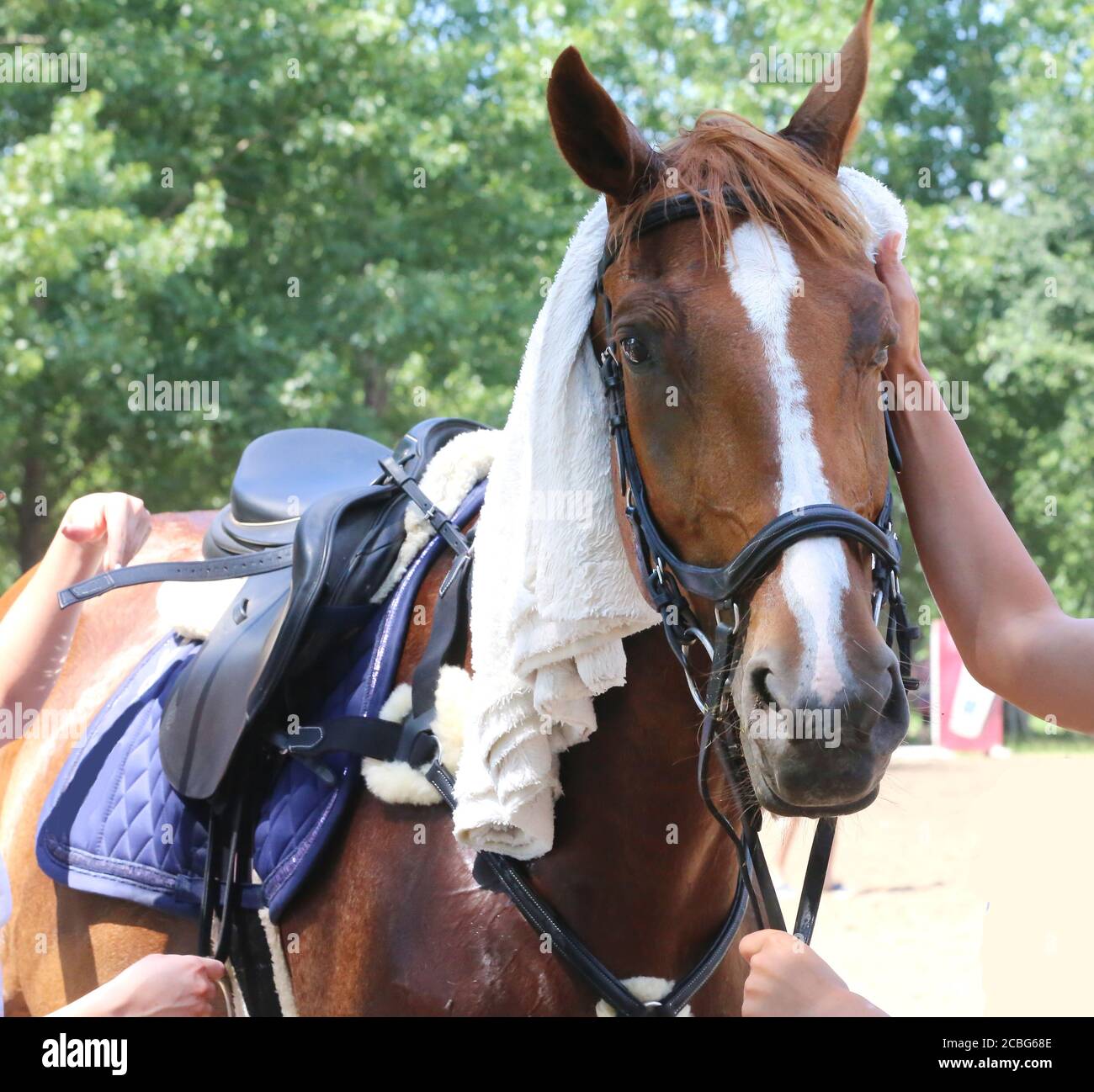 Tissu éponge humide en coton éponge sur la tête d'un spectacle monter à cheval dans une chaude journée d'été ensoleillée Banque D'Images