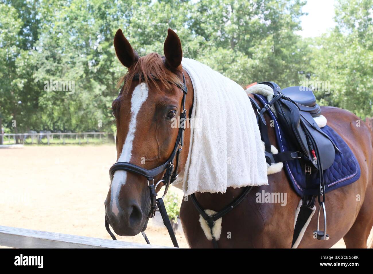 Tissu éponge humide en coton éponge sur la tête d'un spectacle monter à cheval dans une chaude journée d'été ensoleillée Banque D'Images