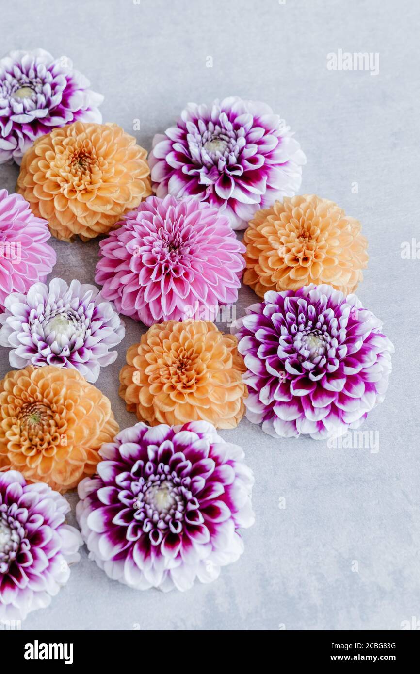 Motif fleurs Dahlia. Banque D'Images