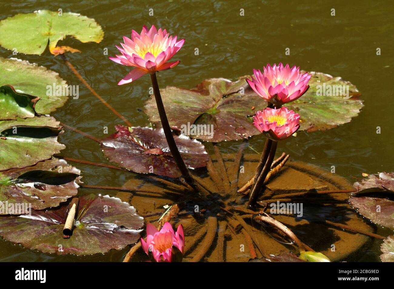 Fleur de lotus Star/ Nymphaea nouchali Banque D'Images