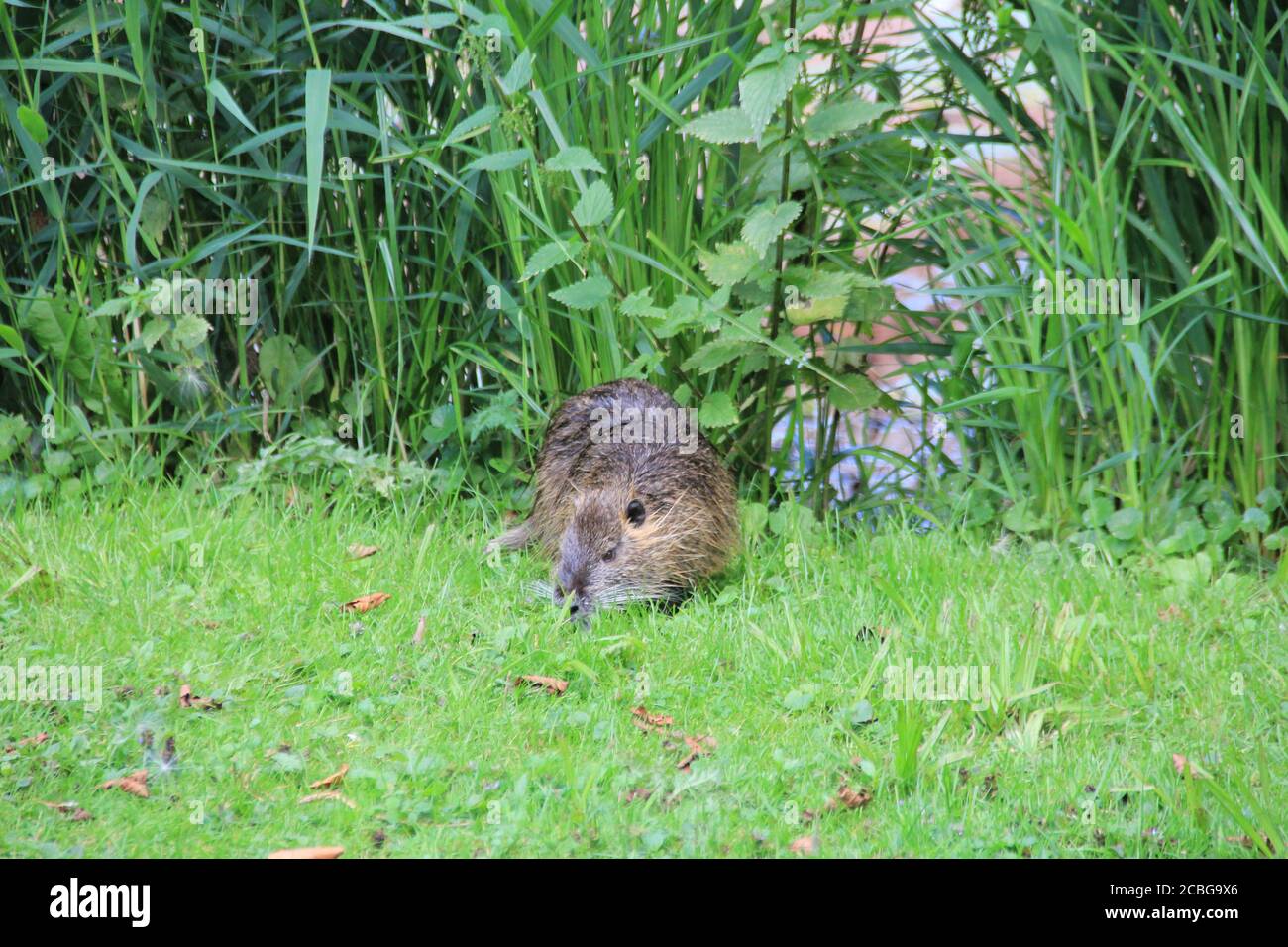 Château de Moyland dans le château germanymoé Banque D'Images