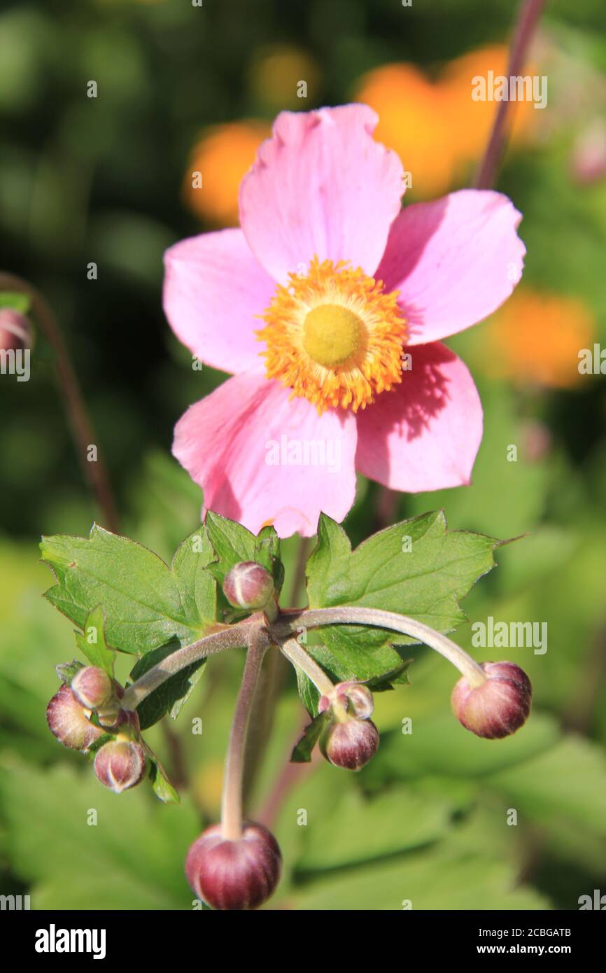 Château de Moyland dans le château germanymoé Banque D'Images