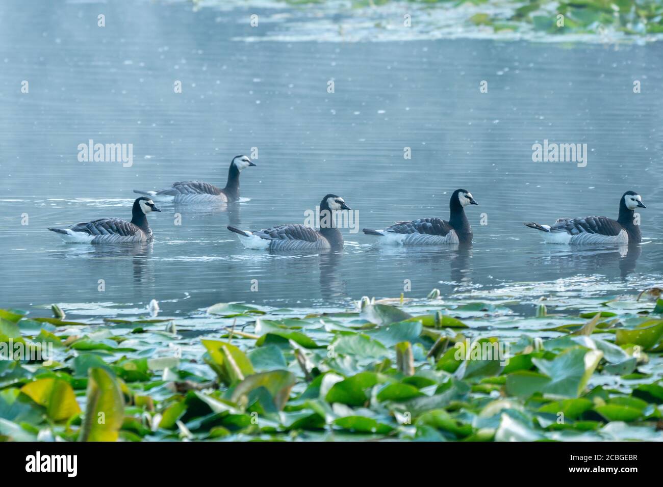 Groupe de bernaches de bernaches noires et blanches nageant sur l'eau du lac Dune. Vue latérale. Vogelenzang, Bloemendaal, pays-Bas. Nord H Banque D'Images