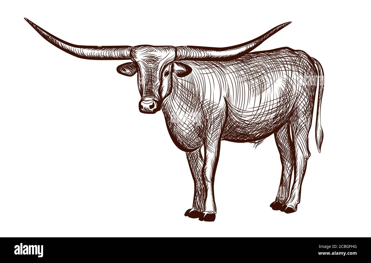 Texas Longhorn Taureau Dessin A L Encre D Animaux Domestiques Illustration Dessinee A La Main Isolee Sur Fond Blanc Illustration Pour La Page De Livre De Coloriage Vecteur Illus Image Vectorielle Stock Alamy