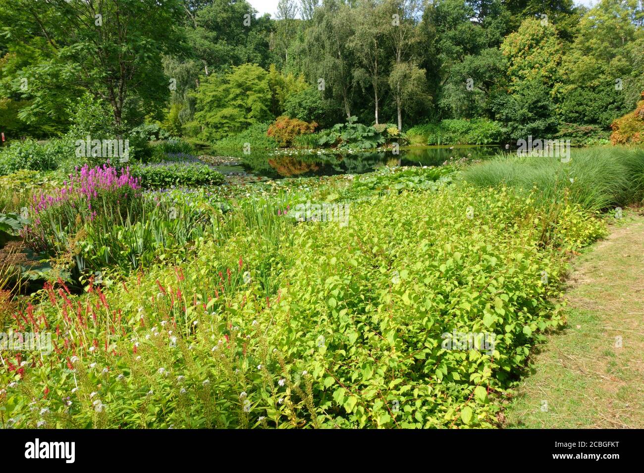 Rosemoor RHS Gardens, « Hot Gardeb », Devon, Angleterre, Royaume-Uni Banque D'Images
