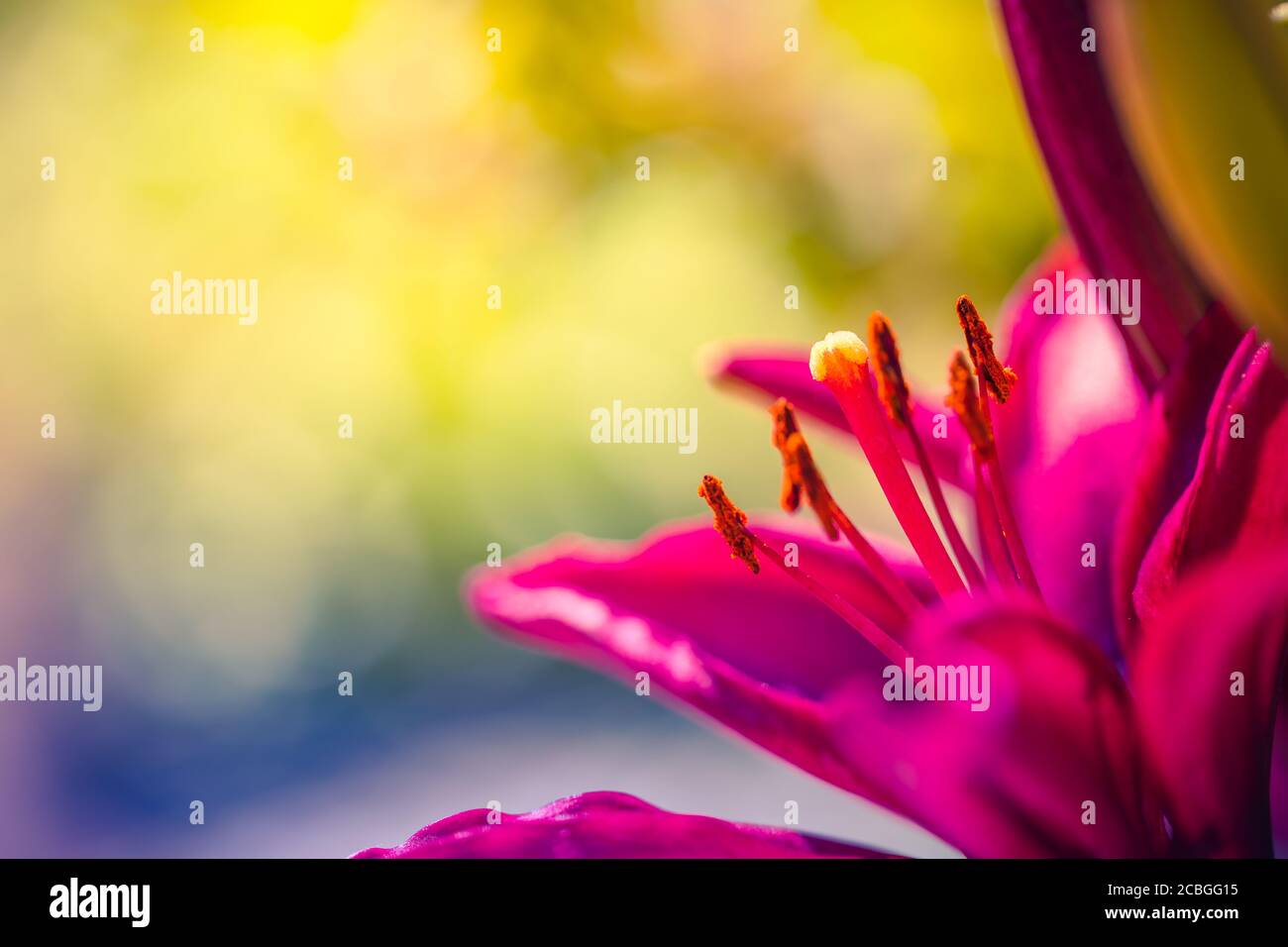 Fleurs aux rayons du soleil sur fond vert flou de jardin de prairie. Vue rapprochée de fleurs de nénuphars rouges avec nature bokeh colorée Banque D'Images