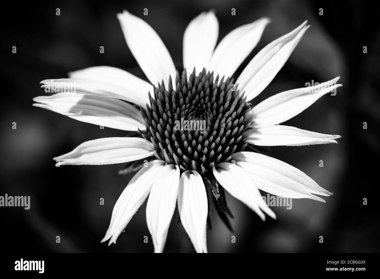 Fleur en noir et blanc sur fond blanc. Gros plan sur la nature artistique, processus monochrome Banque D'Images