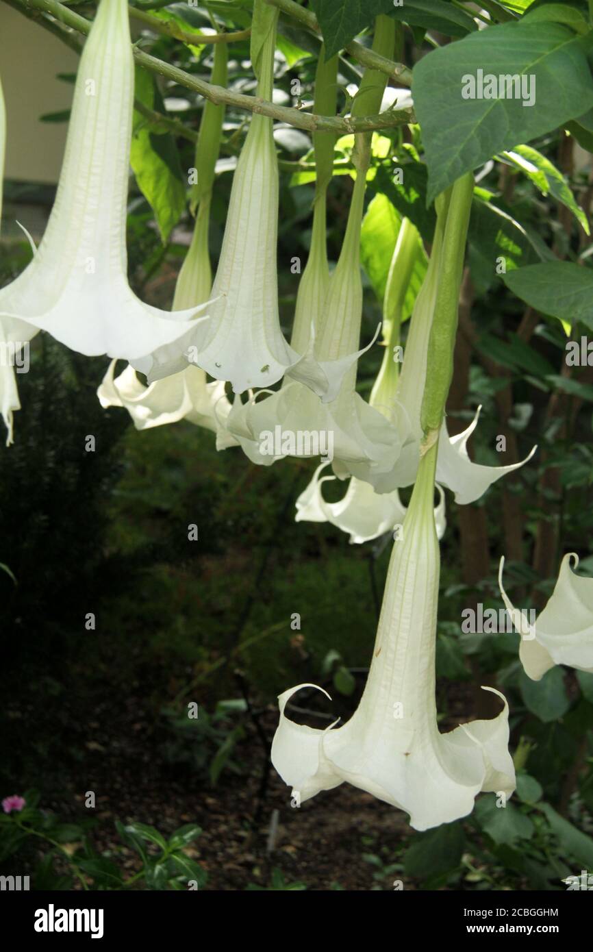 Les fleurs suspendues en forme de trompette de Brugmansia plante Banque D'Images