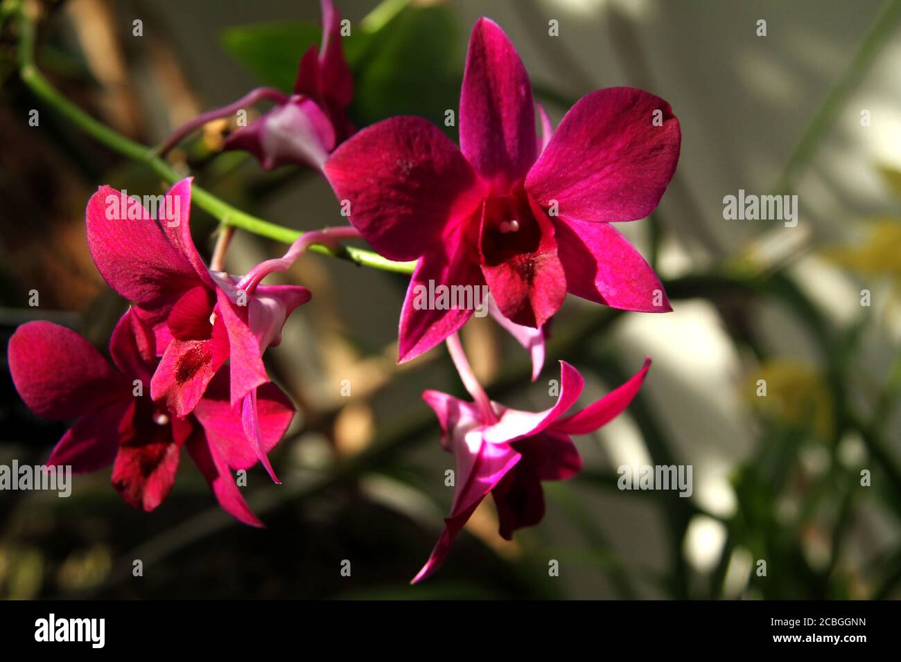 Orchidée Dendrobium rose en fleur Banque D'Images