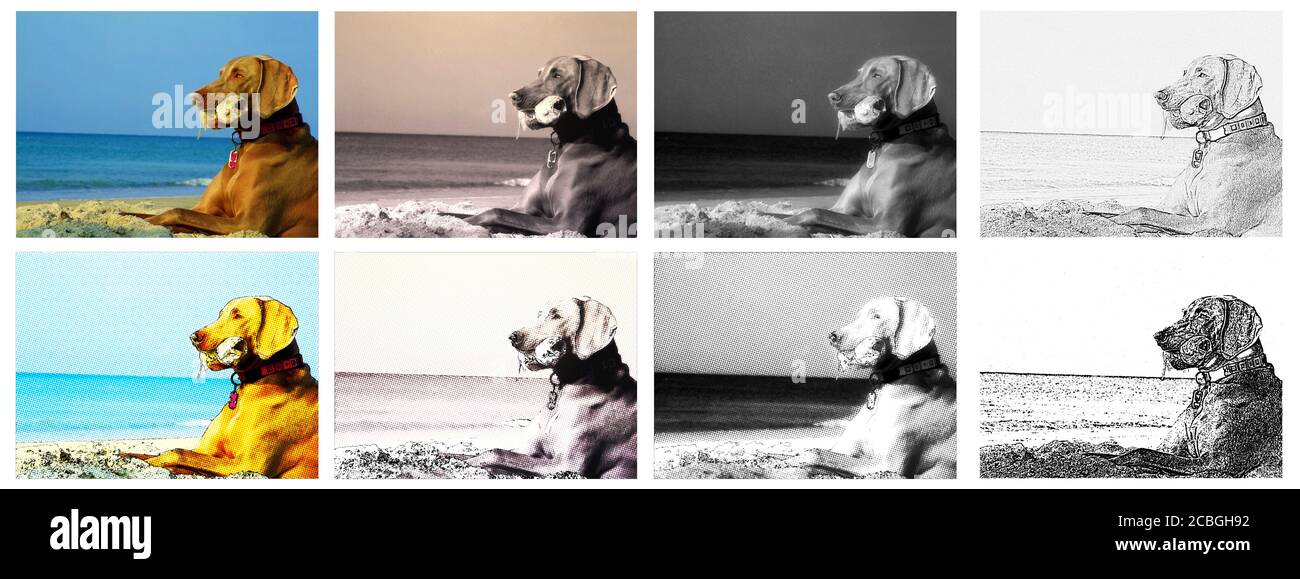 Weimaraner avec poisson en bouche Banque D'Images