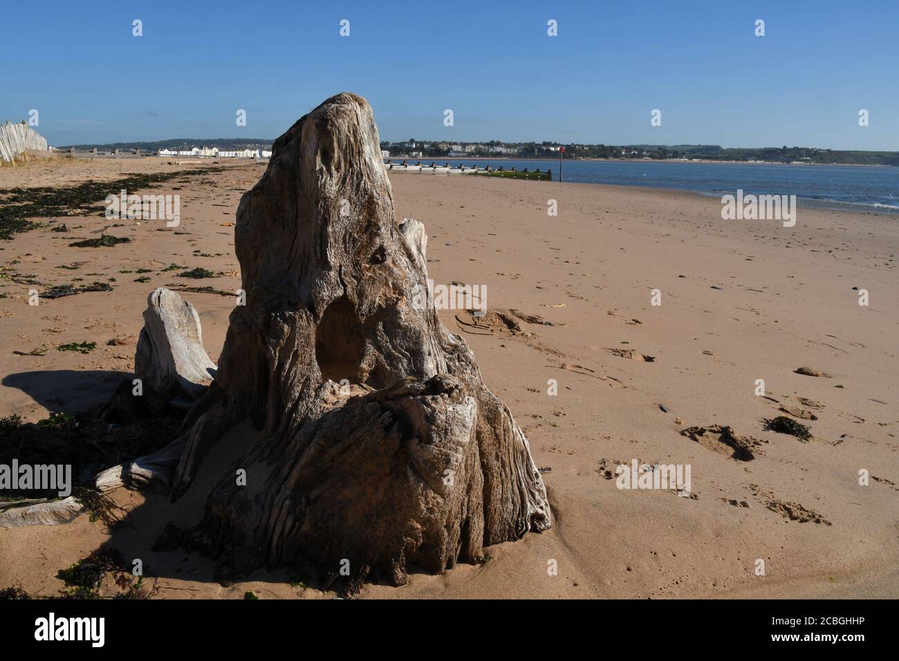 Le bois flotté sur la plage a été embéré dans la forme de sable.montagne créée par l'action de la mer et de sable.Dawlish Warren. Devon.UK Banque D'Images