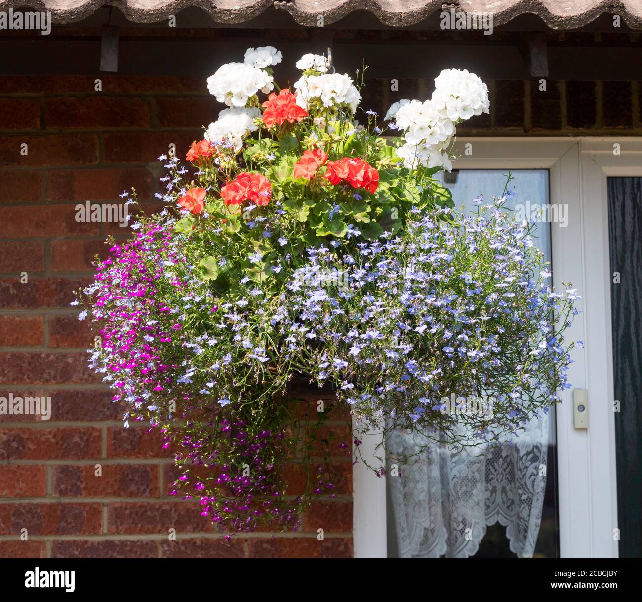 Pelargoniums hanging basket Banque de photographies et d'images à haute  résolution - Alamy