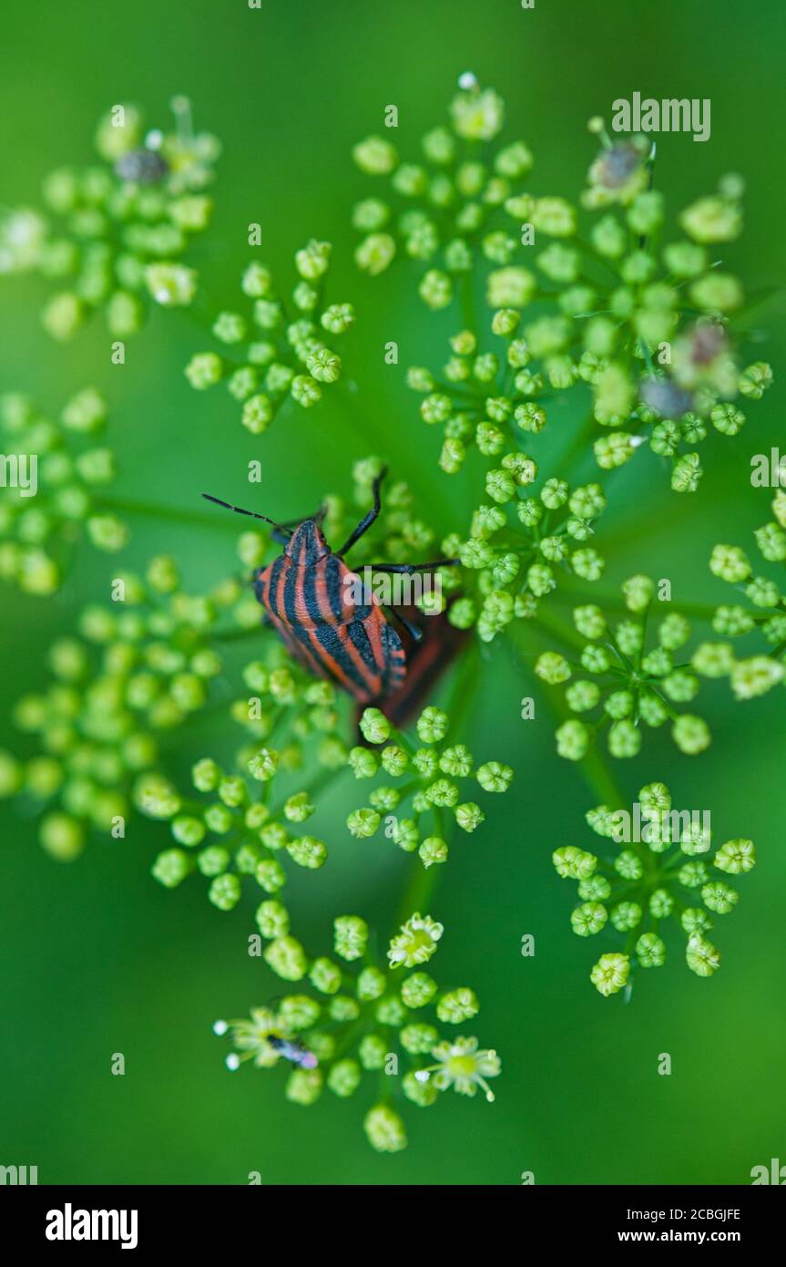 Punaise rayée rouge sur l'inflorescence du persil. Un bogue sur une plante. Banque D'Images