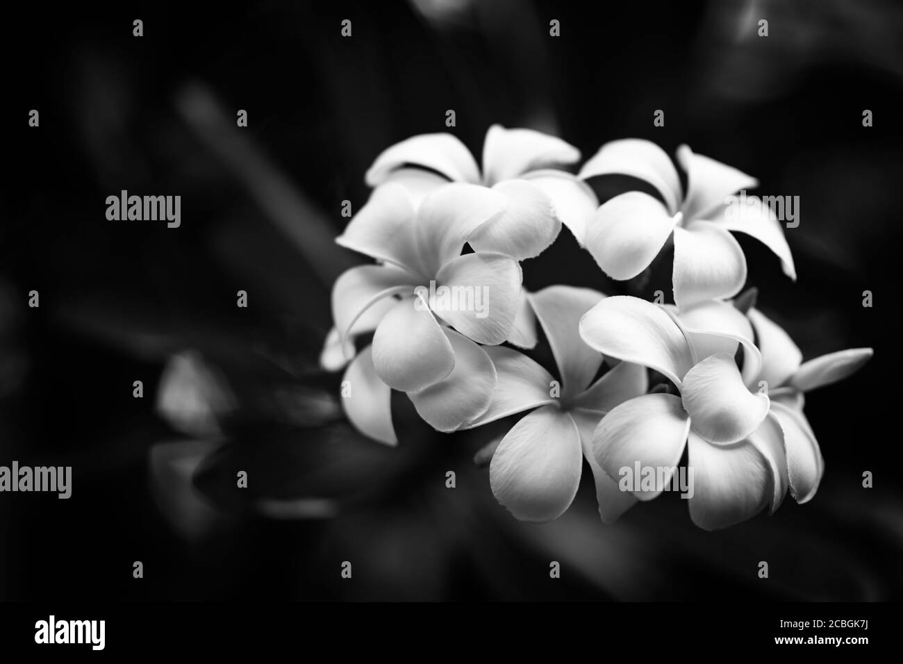 Fleurs de frangipani (plumeria). Incroyable Banque D'Images