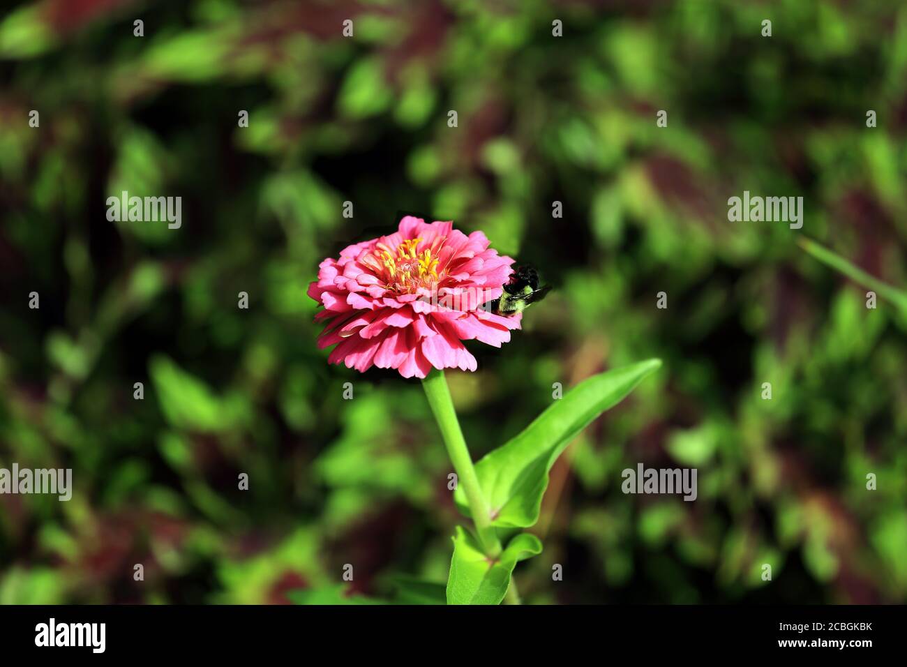 Bourdon sur fleur Banque D'Images