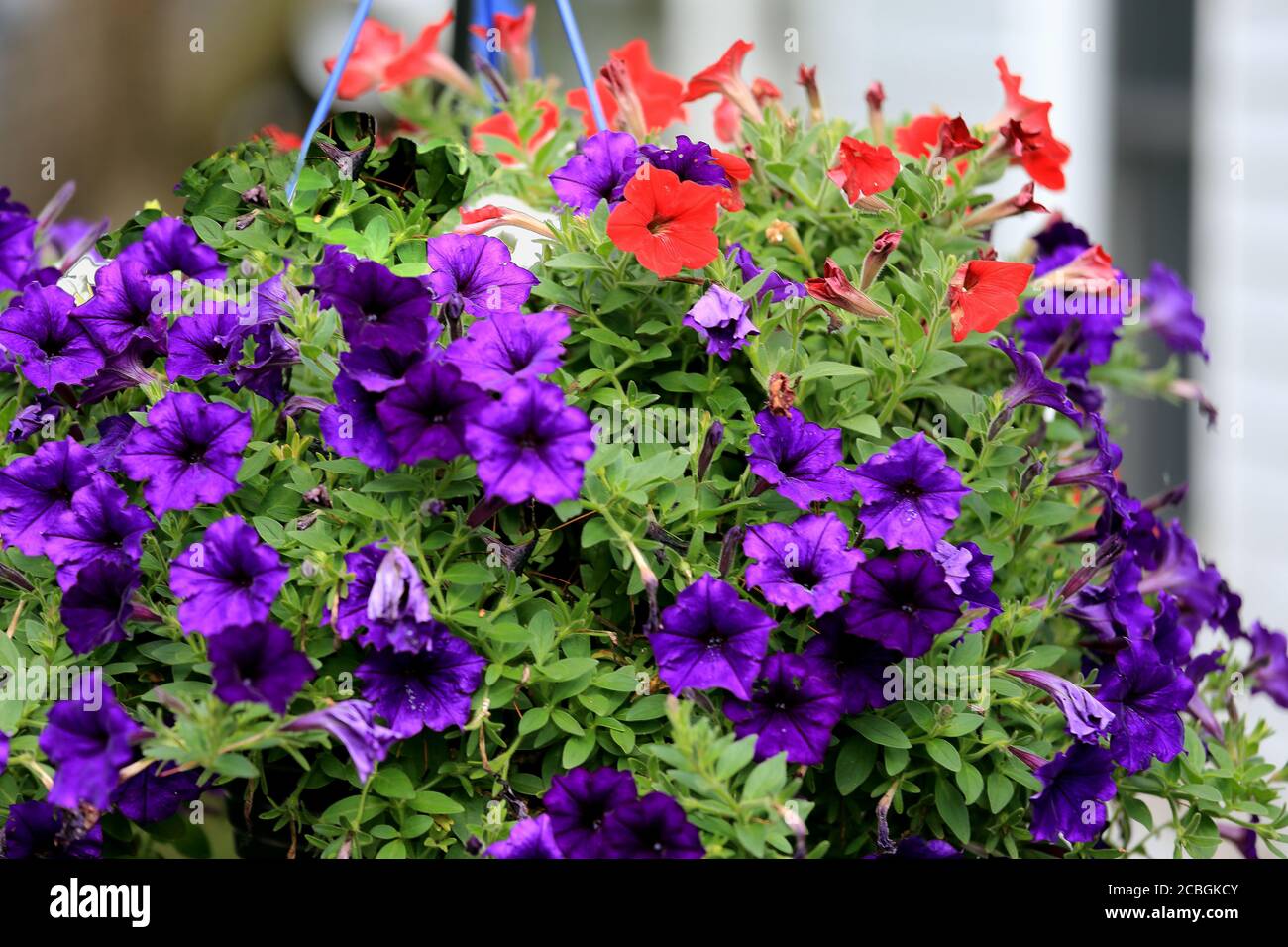 Fleurs Banque D'Images