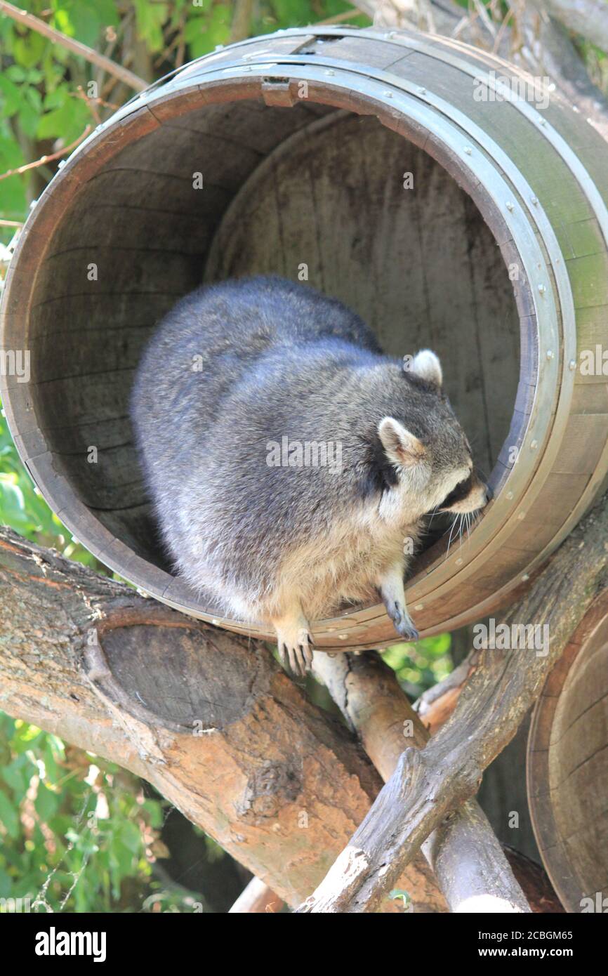 Raton laveur à Dierenrijk Mierlo aux pays-Bas Banque D'Images