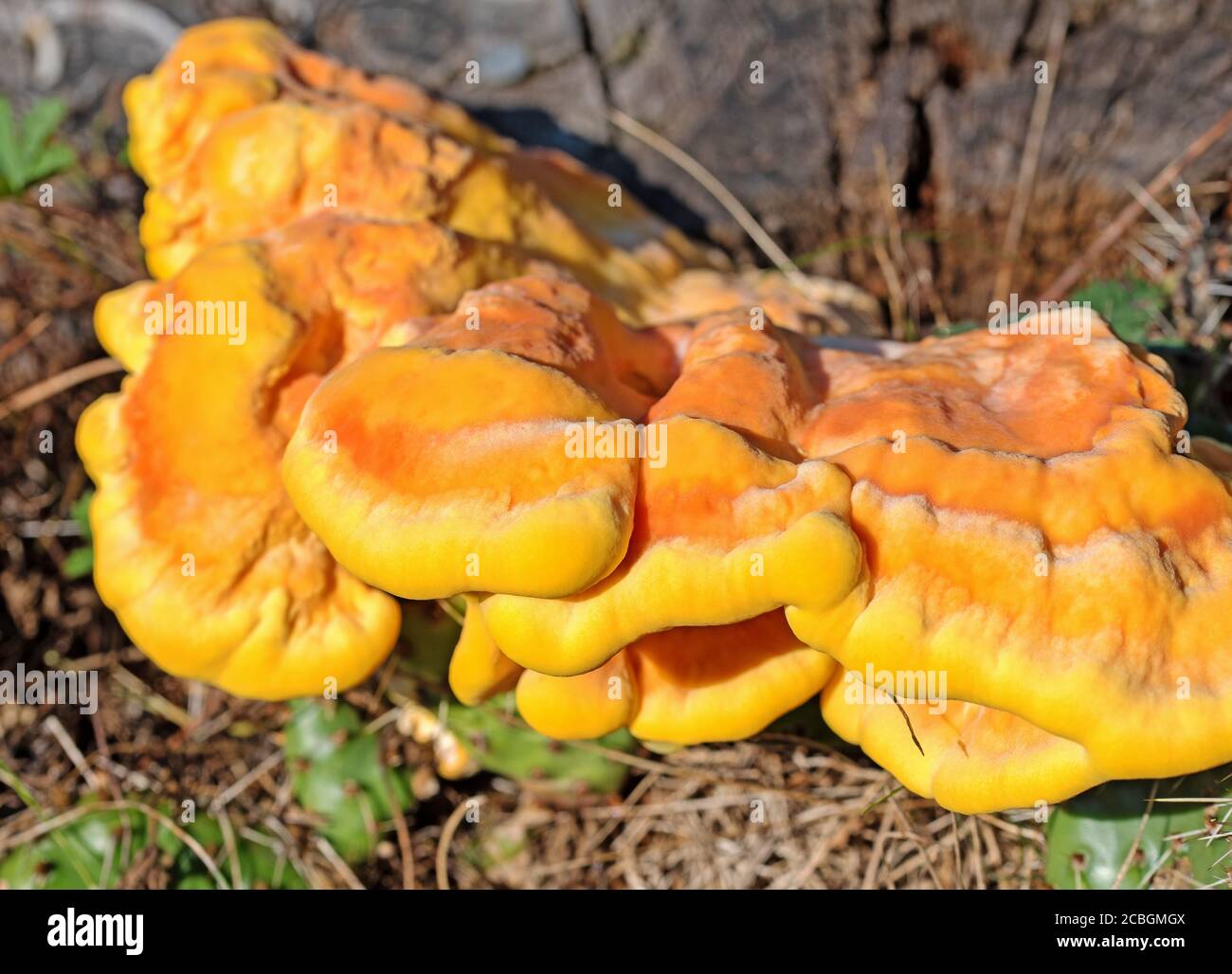 Soufre Porling, Laetiporus sulfureus, en gros plan Banque D'Images