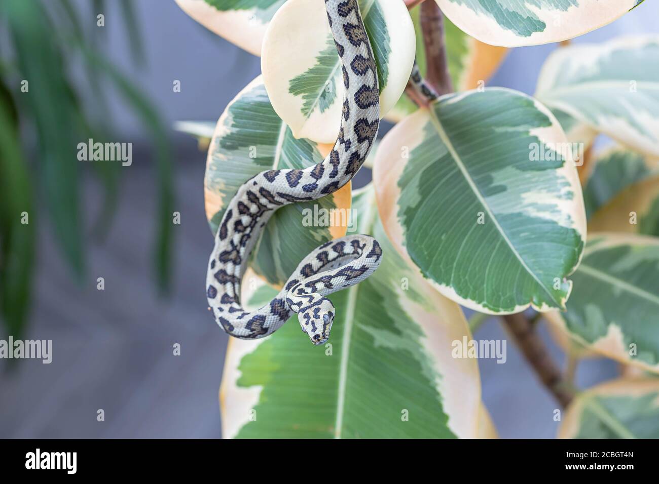 Gros plan de morelia spilota suspendu sur les feuilles de caoutchouc fig. Serpent, animal exotique. Macro. Papier peint, affiche, fond d'écran Banque D'Images
