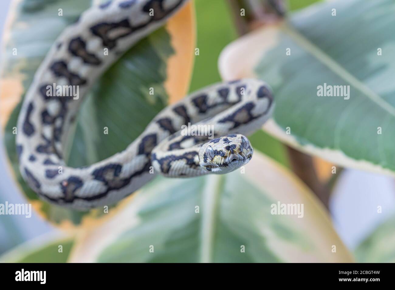 Morelia spilota. Macro de serpent accroché sur les feuilles de caoutchouc fig. et regardant l'appareil photo. Animal exotique. Gros plan. Papier peint, affiche, fond d'écran Banque D'Images