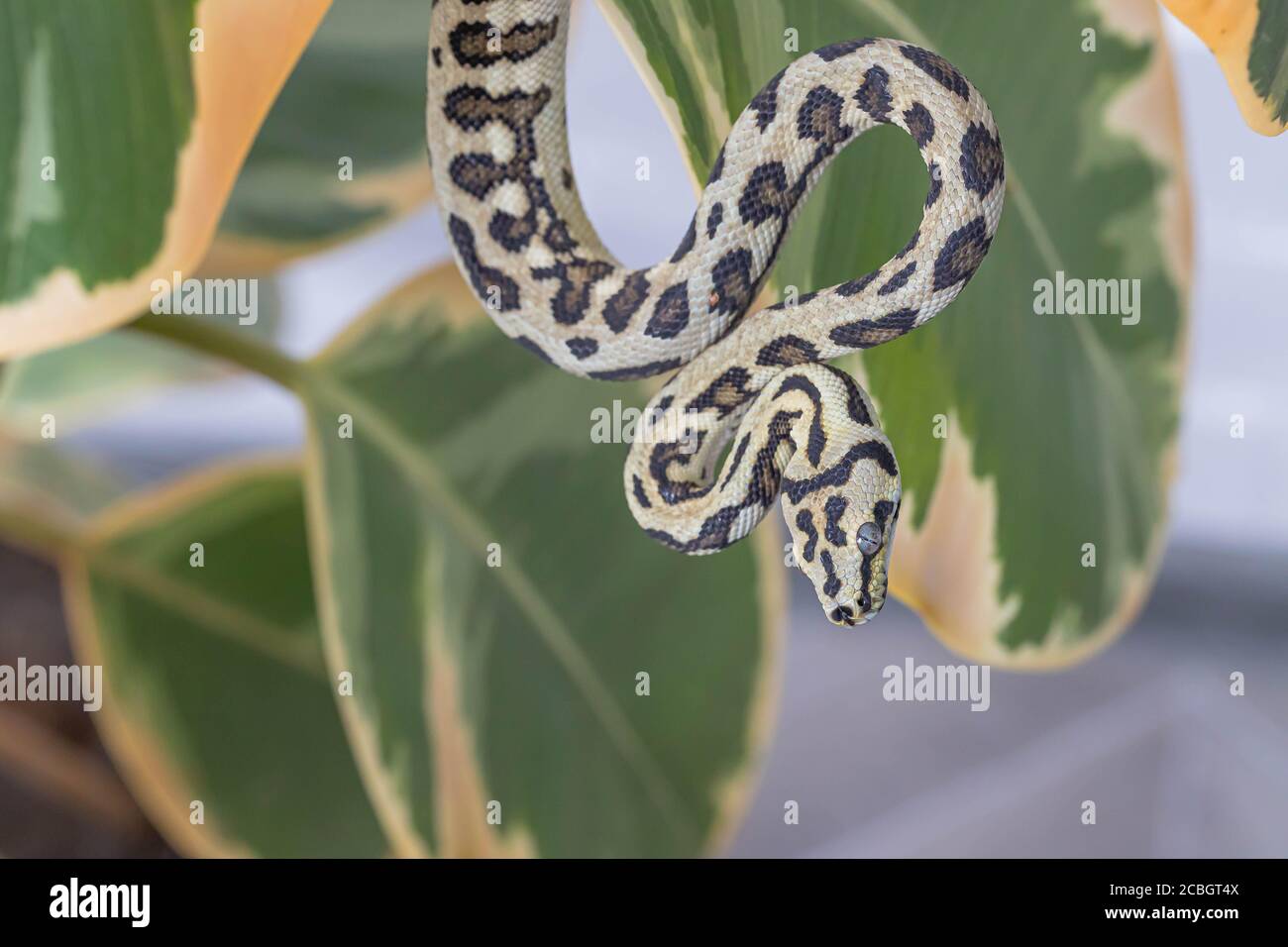Morelia se pend sur les feuilles de figue en caoutchouc et se courbait vers le haut. Serpent, animal exotique. Gros plan, macro. Papier peint, affiche, fond d'écran Banque D'Images