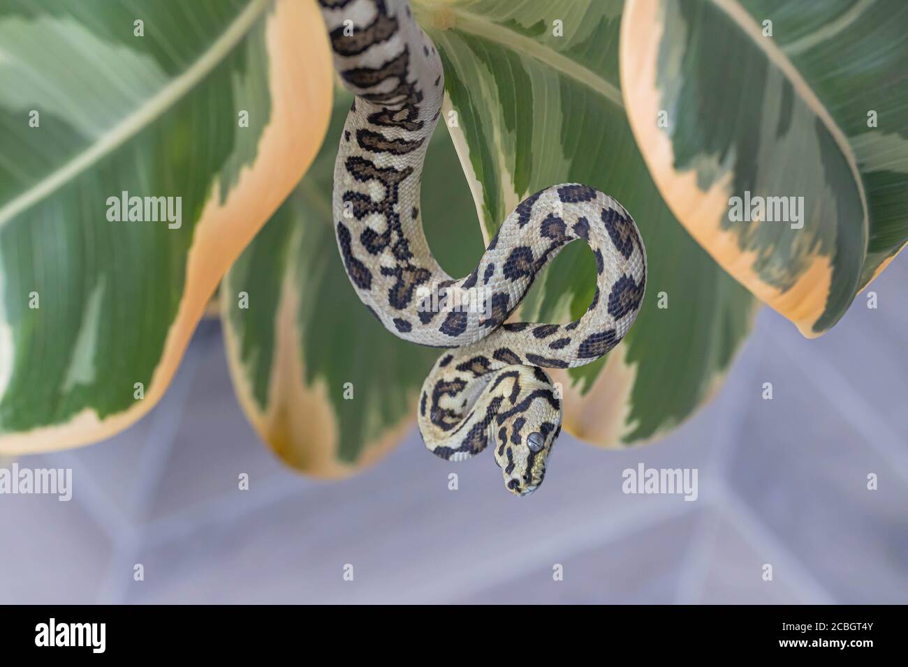 Morelia spilota. Serpent courbé et accroché sur les feuilles de caoutchouc fig. Animal exotique. Gros plan, macro. Papier peint, affiche, fond d'écran Banque D'Images
