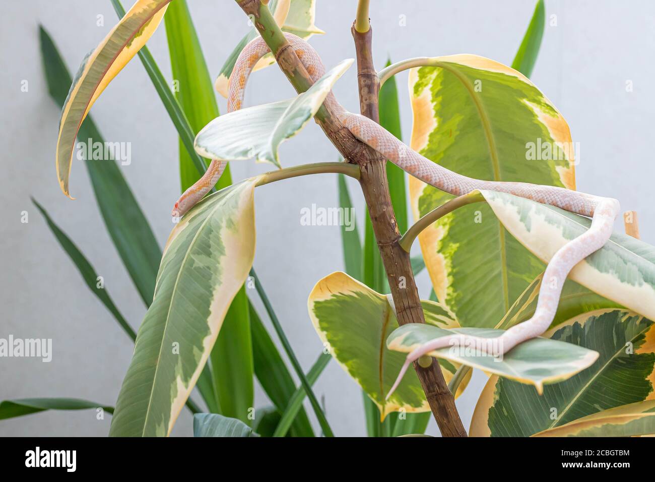 Pantherophis guttatus dans les feuilles de figue en caoutchouc. Serpent. Animal exotique. Affiche, papier peint, fond d'écran. Gros plan, macro Banque D'Images