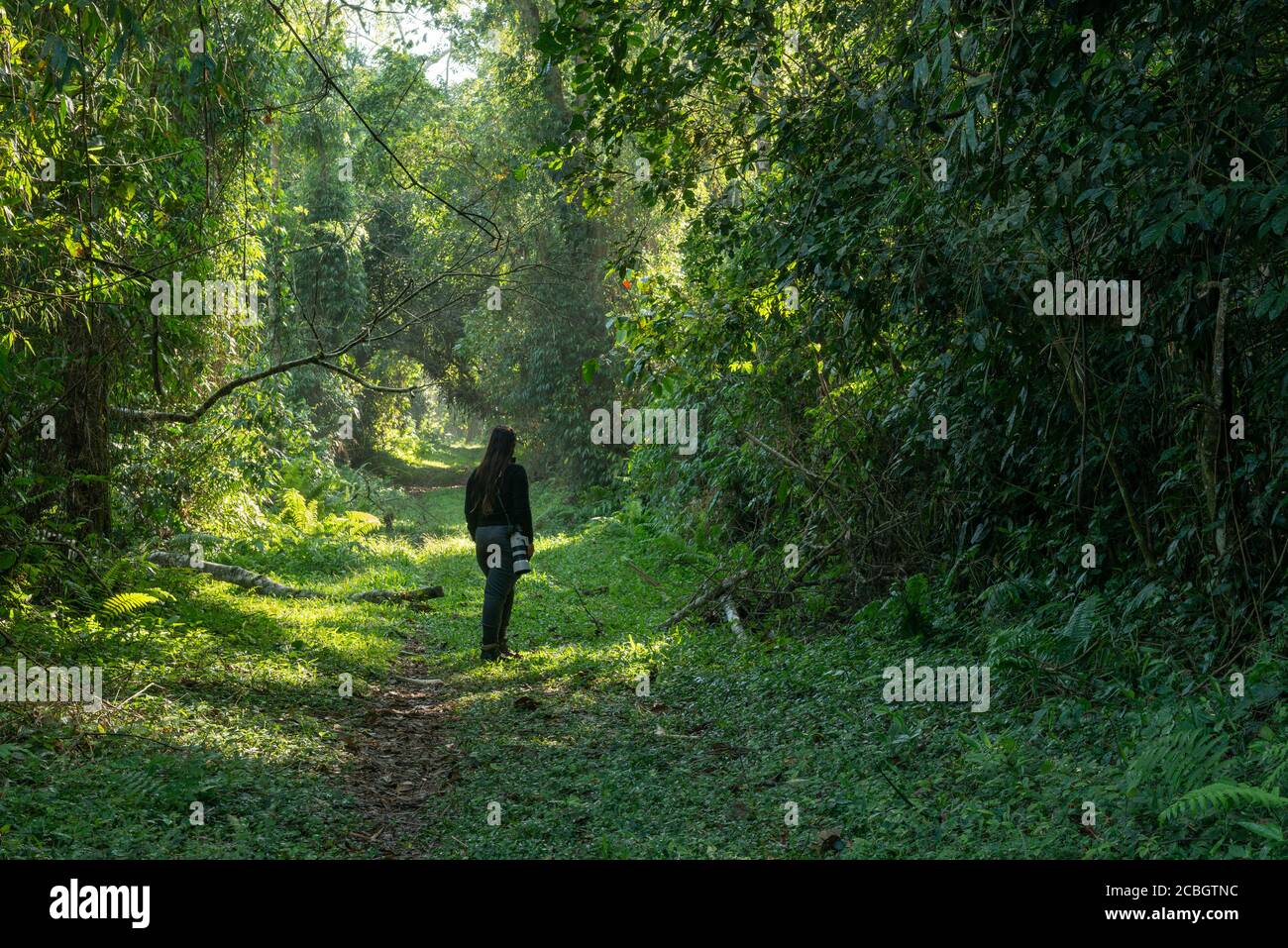 Une femme marchant le long d'un sentier dans la forêt tropicale de l'Atlantique d'Ubatuba, au sud-est du Brésil Banque D'Images