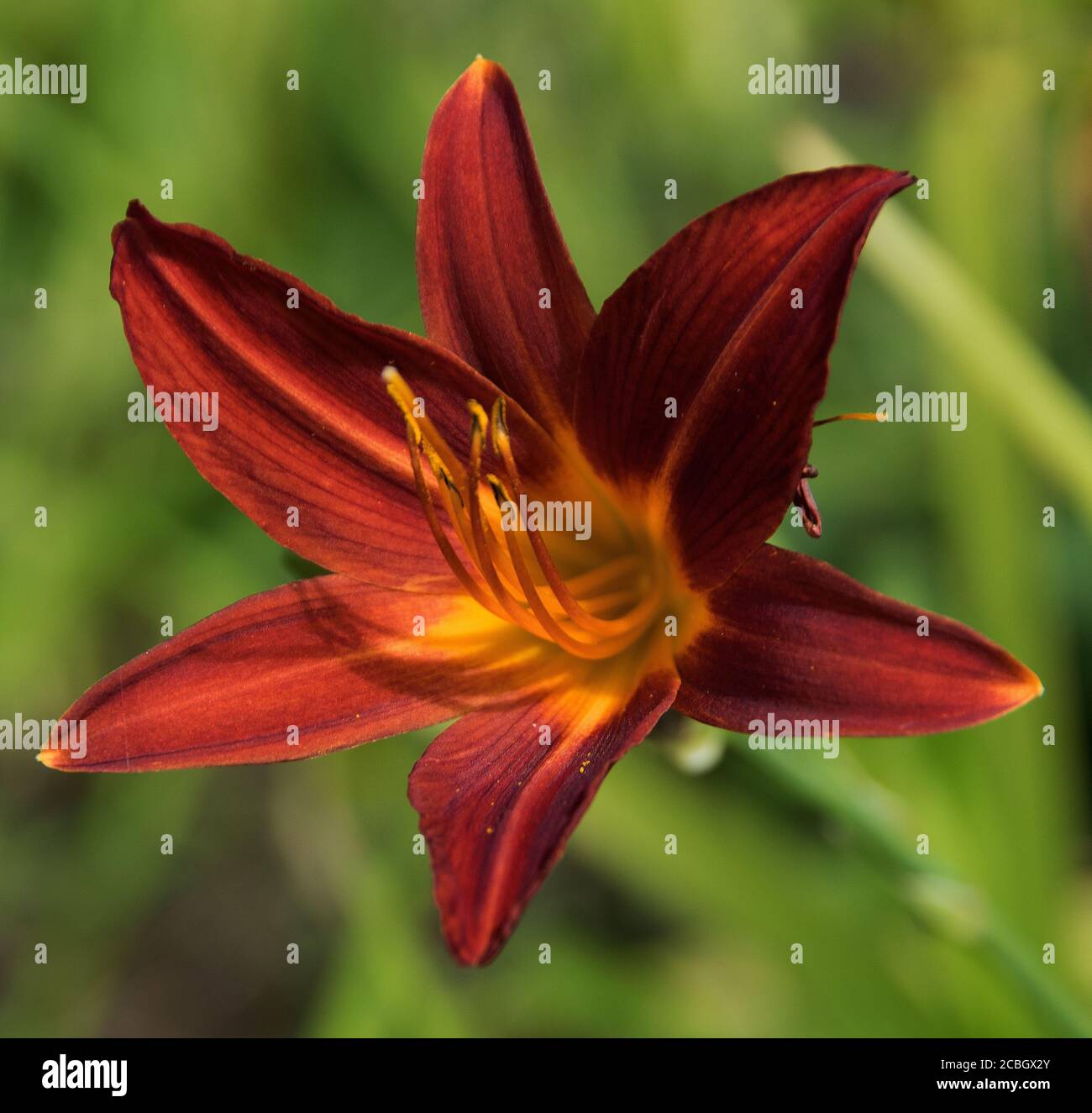 Hemerocallis 'Stafford' Banque D'Images