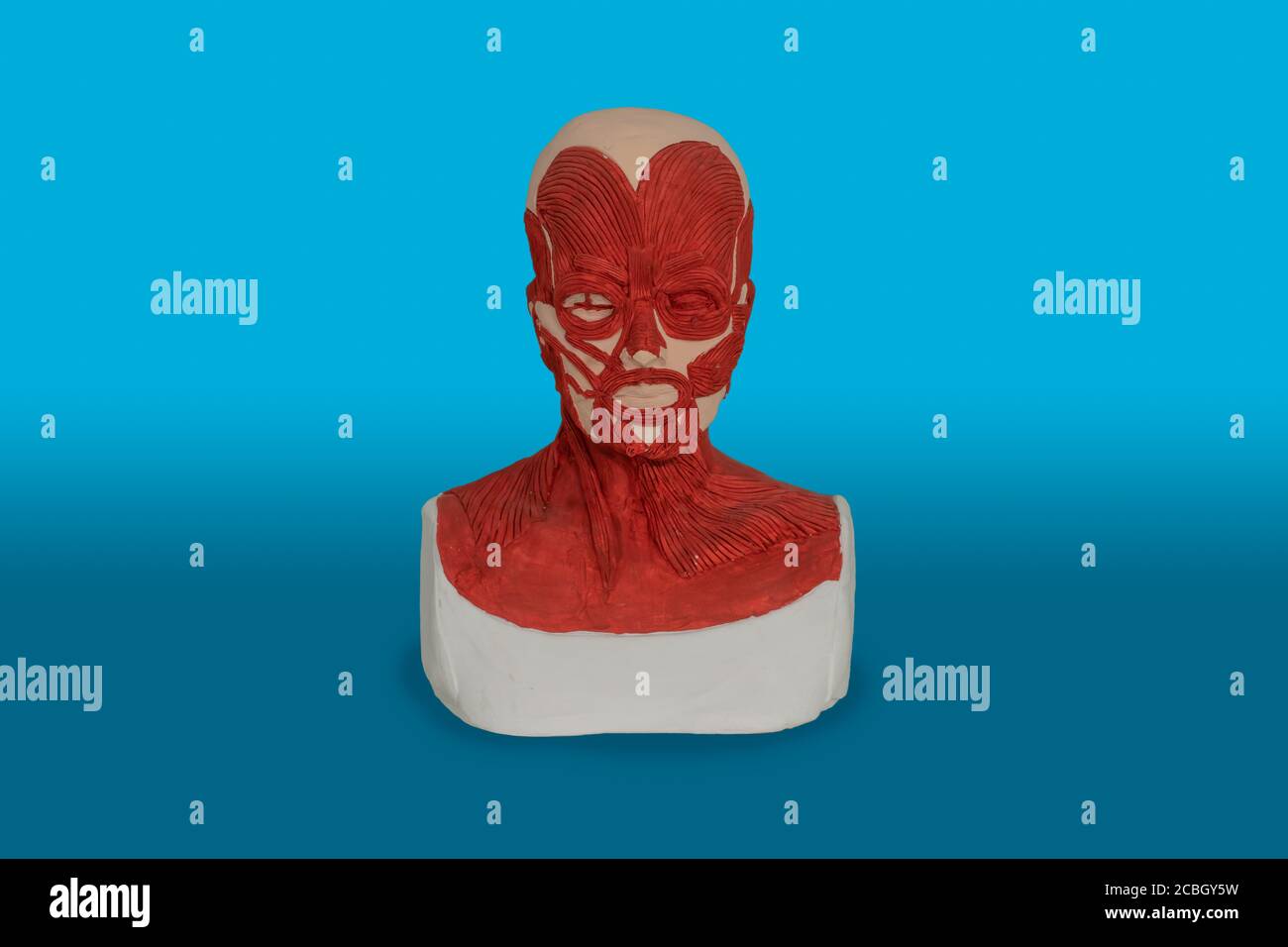 Modèle 3d de l'anatomie du système musculaire facial Banque D'Images