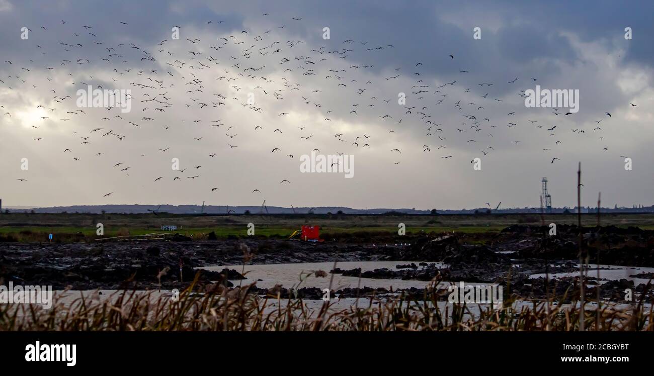 Scène de la zone humide dans la réserve naturelle située à Pulborough. L'image présente le marais au centre avec de l'herbe et des roseaux de chaque côté. Une grande fl Banque D'Images