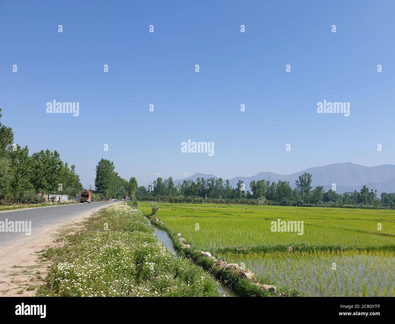 Vert plantes rizières et bleu ciel ouvert une beauté naturelle et de beaux paysages en été. La vue sur le paysage de la nature semble cool. Petits arbres en croissance Banque D'Images