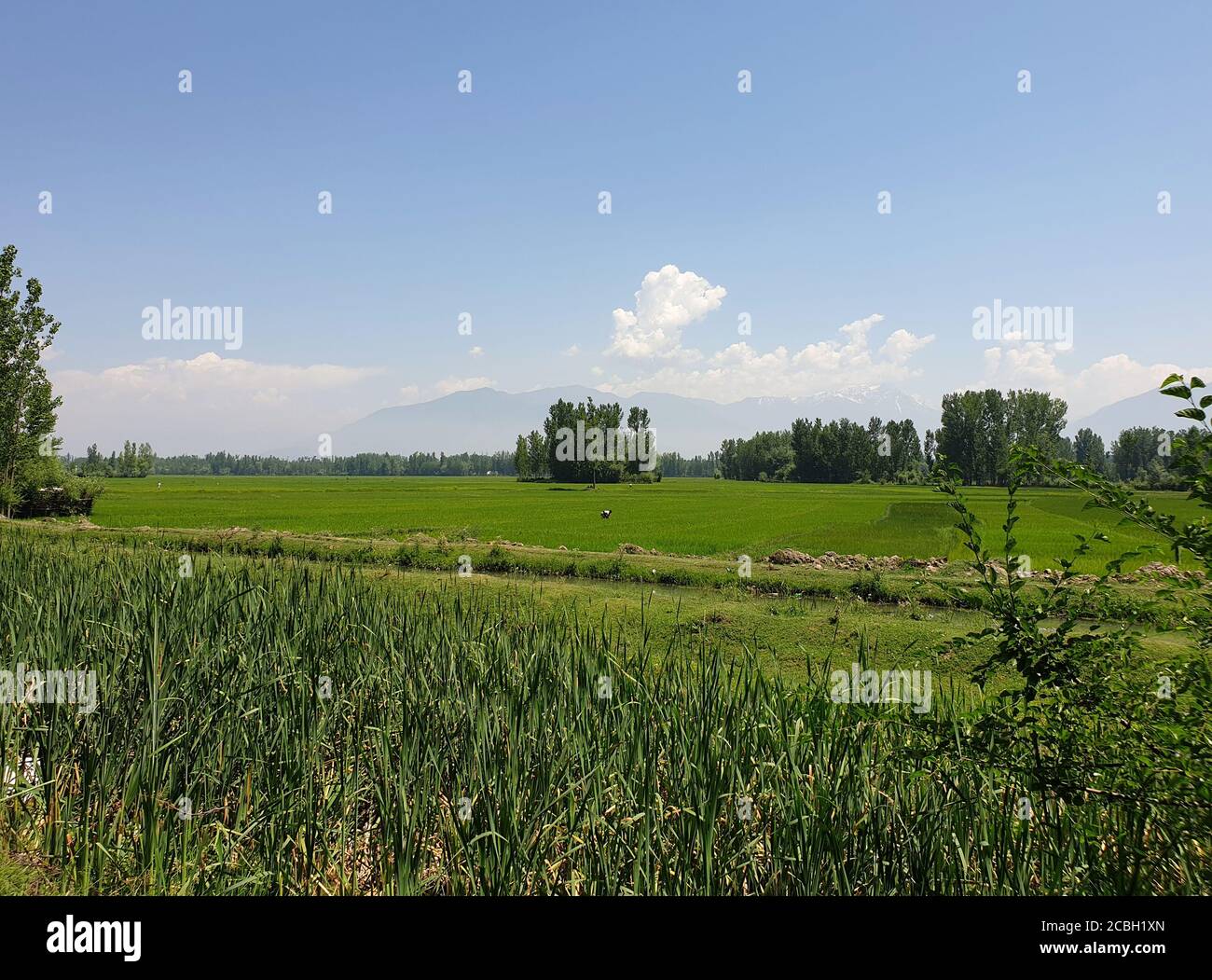 Vert plantes rizières et bleu ciel ouvert une beauté naturelle et de beaux paysages en été. La vue sur le paysage de la nature semble cool. Petits arbres en croissance Banque D'Images