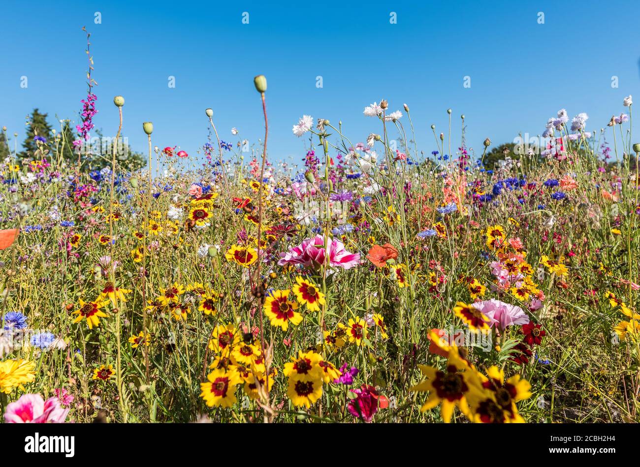 Fleurs sauvages aux couleurs vives, Holl, Danemark, 13 août 2020 Banque D'Images
