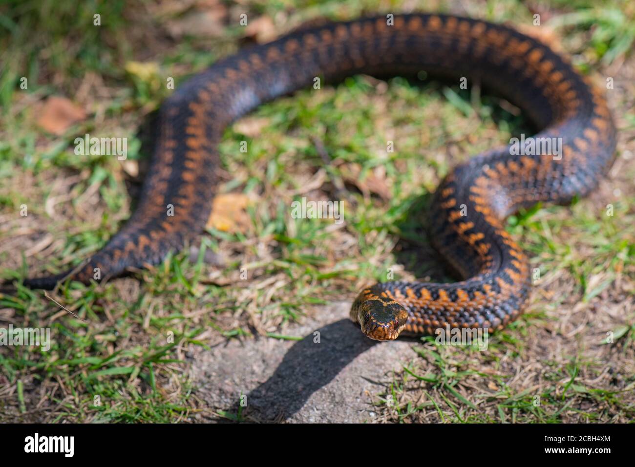 Adder (Vipera berus) Muir of Dinnet National nature Reserve, Aberdeenshire, Écosse, Royaume-Uni Banque D'Images