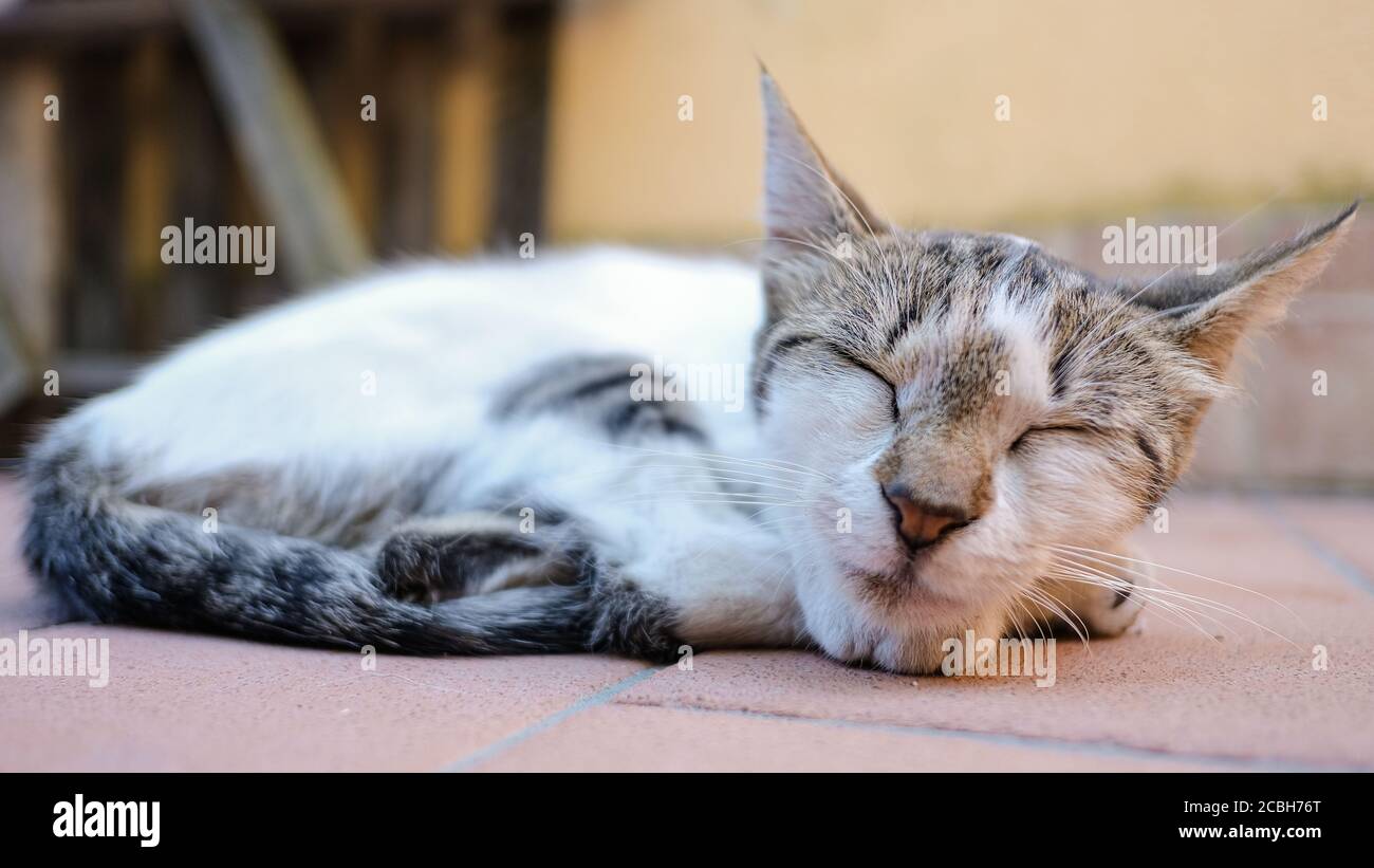 Mignon blanc rayé chat de couchage, adorables animaux de compagnie amour animal, détente repos Banque D'Images