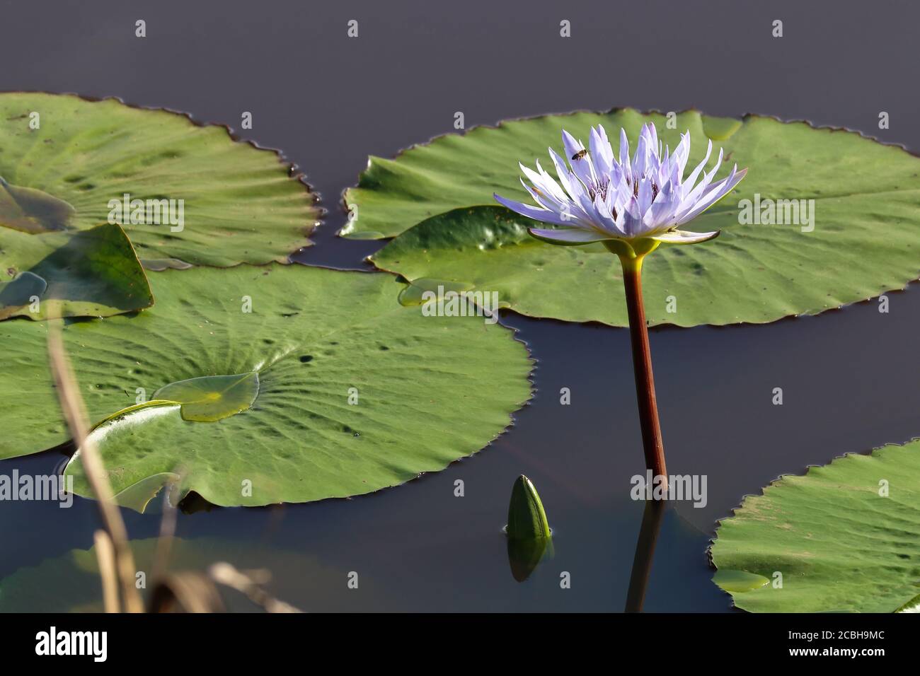 Cape Waterlily et Lily Pads on Pond (Nymphaea nouchali) Banque D'Images