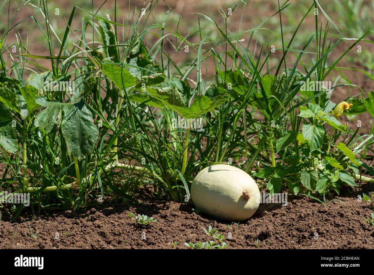 Melon de cornichon oriental (Cucumis melo L. var. Utilissimus (Roxb.) Duthie et Fuller 'Albus'), sur le terrain, ville d'Isehara, préfecture de Kanagawa, Japon Banque D'Images