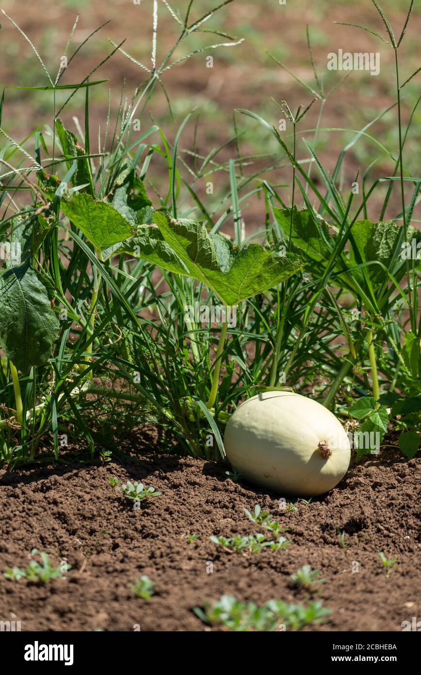 Melon de cornichon oriental (Cucumis melo L. var. Utilissimus (Roxb.) Duthie et Fuller 'Albus'), sur le terrain, ville d'Isehara, préfecture de Kanagawa, Japon Banque D'Images
