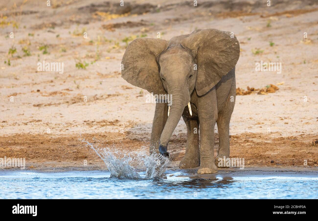 Petit éléphant jouant avec de l'eau au bord de Chobe Rivière dans lumière de l'après-midi au Botswana Banque D'Images