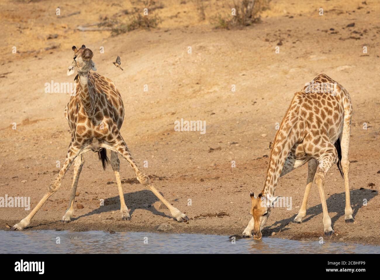 Deux girafes adultes avec leurs jambes avant séparées de l'eau potable Au bord de la rivière sur un après-midi d'hiver ensoleillé à Kruger Parc Afrique du Sud Banque D'Images