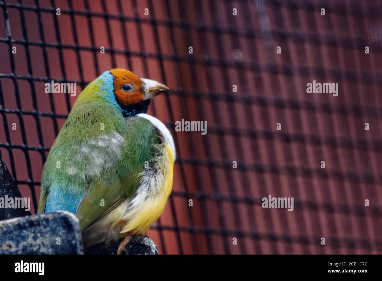 Le finch Gouldian (Chloebia gouldiae), également connu sous le nom de finch Lady Gouldian, finch Gould ou finch arc-en-ciel, est un oiseau de passereau coloré. Banque D'Images