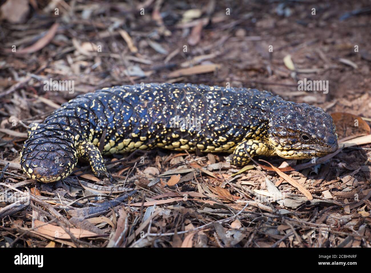 Lizard Shingleback (Tiliqua rugosa). Février 2011. Entwood Sanctuary. Sandleton. Murraylands. Australie méridionale. Australie. Banque D'Images