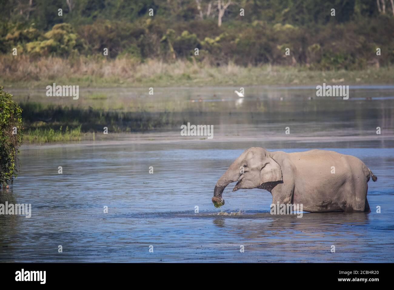 Eléphant asiatique - Elepha maximus, réserve de tigres de Kaziranga, Assam, Inde Banque D'Images