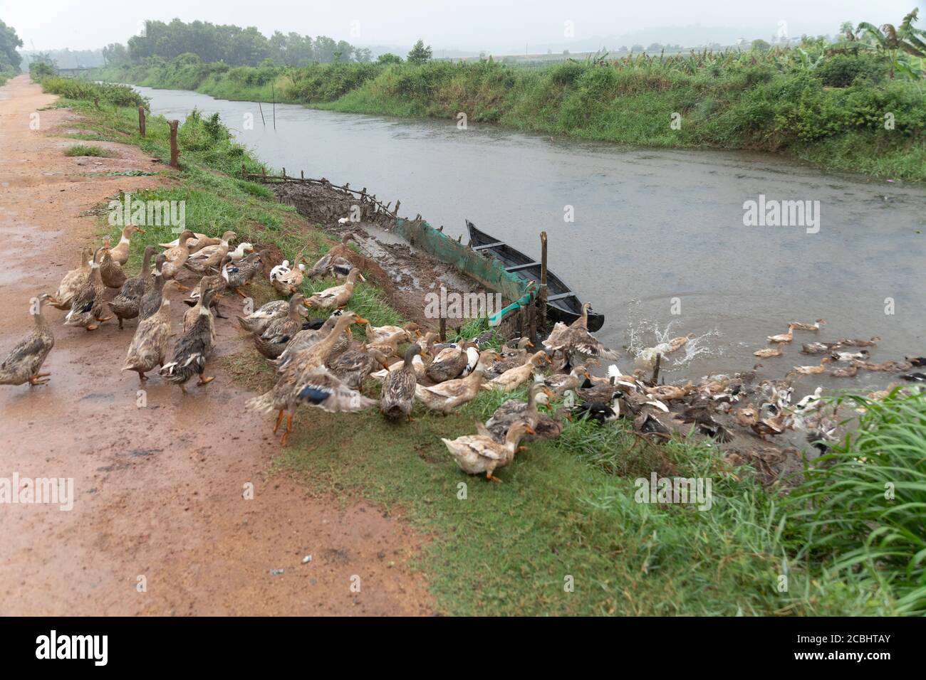 Canards dans UNE route de passage à niveau pour atteindre le stock de canal photo Banque D'Images