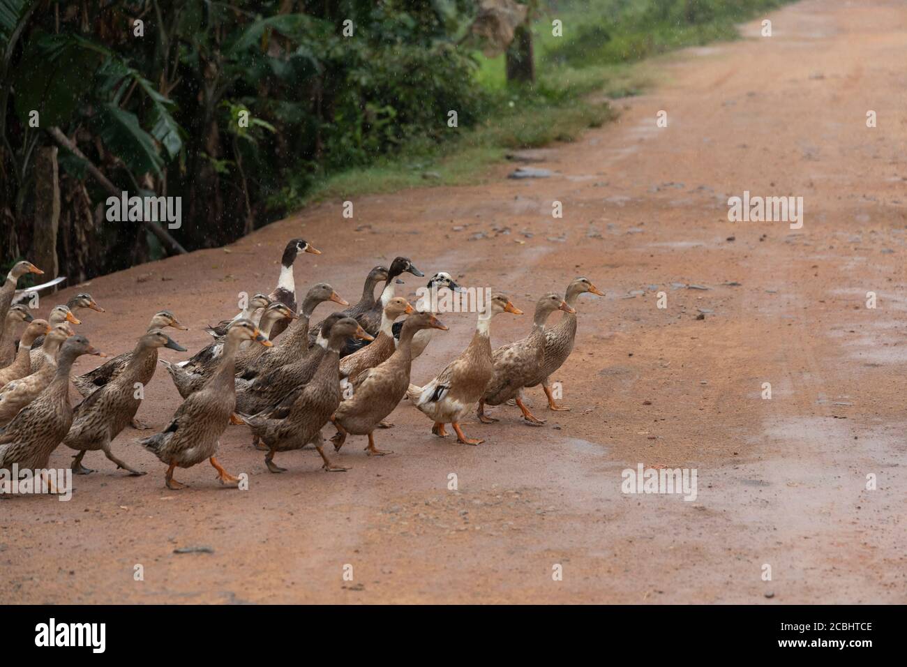 Canards dans UNE route de passage à niveau pour atteindre le stock de canal photo Banque D'Images