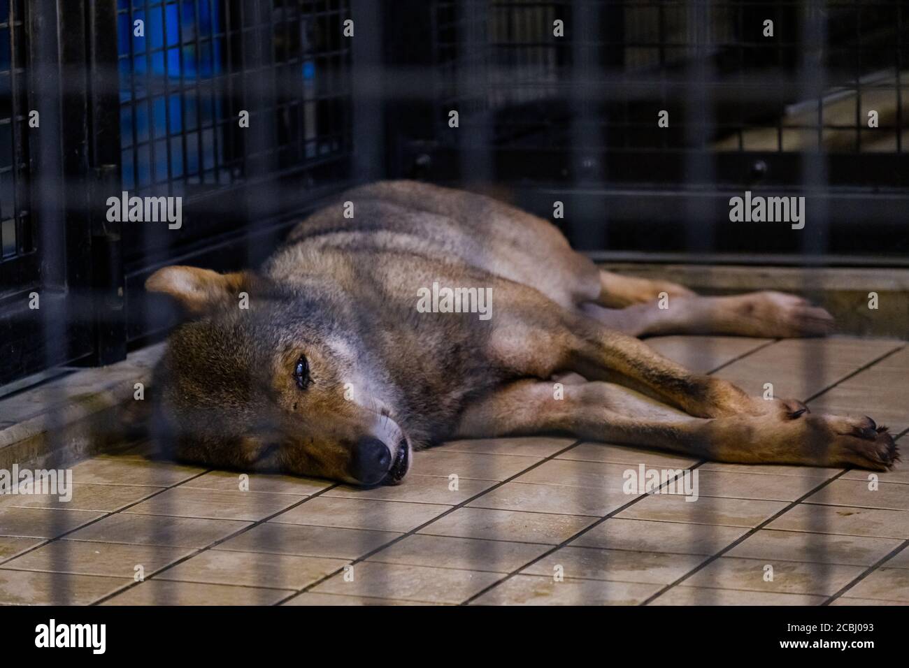 S'ennuyer le loup dans une cage Banque D'Images